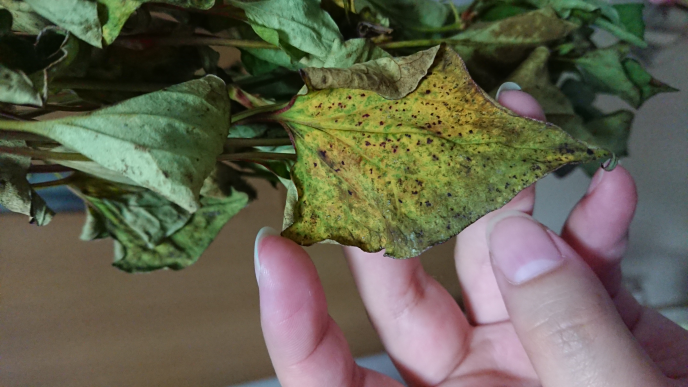 どくだみ茶を作ろうと思い乾燥させているのですがタイミングが