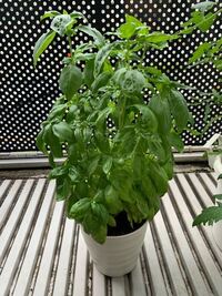 バジルの苗について ホームセンターでバジルの苗を買ってきて植木鉢に植えま Yahoo 知恵袋