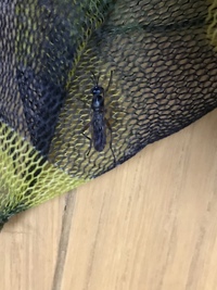 シロアリのこと 鉄筋コンクリートの一戸建てに住んでいます その場合 Yahoo 知恵袋