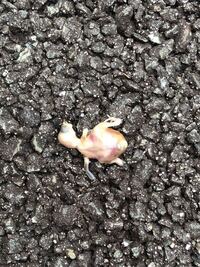 家の前で死んでいる鳥の雛 がいたんですけどこの鳥の種類はわかりますか Yahoo 知恵袋