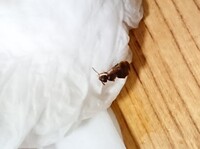 アリに刺されてチクッとして痛い と言ったらアリは刺すんじゃなくてかむのだとい Yahoo 知恵袋