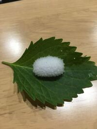庭のしその葉に白い卵のようなものが付いていました 何の卵でしょうか Yahoo 知恵袋
