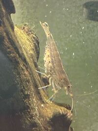 写真のエビは本当にミナミヌマエビでしょうか 体長は5センチくらいありま Yahoo 知恵袋