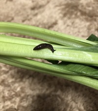 スーパーで買った小松菜にナメクジのような虫が着いていたのですがこの虫はナメクジ Yahoo 知恵袋