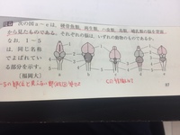 鶏の脳の解剖 Web247