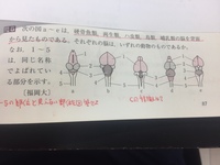 高校生物。生物ごと(哺乳類、鳥類、爬虫類、両生類、魚類)の脳。添付フ