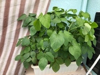 枝豆のプランター栽培をしています 5月末に苗を購入して 植えました Yahoo 知恵袋