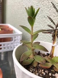 不夜城という名の多肉植物がありますがアロエのような感じがしますが Yahoo 知恵袋