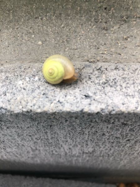 白っぽいカタツムリ 種類を教えて下さい 白に黄緑のうずまきのカ Yahoo 知恵袋