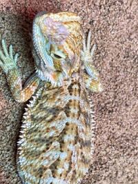 フトアゴヒゲトカゲについてです フトアゴヒゲトカゲのベビーで最近脱皮をしました Yahoo 知恵袋