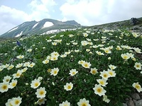 クイズ この花の名前は チングルマの答えばかりですがチョウノスケソウです Yahoo 知恵袋