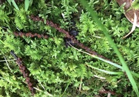 写真の苔の種類を教えていただけませんか 二種類あるようなのですが Yahoo 知恵袋