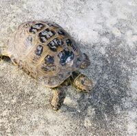 友達がカメを拾ったらしいんですが このカメってなんていう種類ですか Yahoo 知恵袋