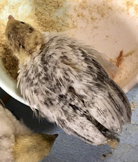 このうずらのヒナは どんなカラーになりますか 生後２週間になりました 写真は黄 Yahoo 知恵袋