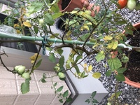 ミニトマトの茎が黒くなってきました 葉っぱもところどころ黄色くなって Yahoo 知恵袋
