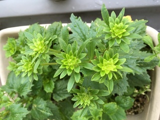 この植物は何でしょう 紫蘇や大葉のようにも思いましたが 紫蘇や大葉のにおいは全 Yahoo 知恵袋