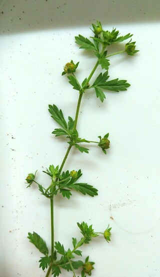 植物の名前 この植物の名前を教えてください 道路脇に生えていました Yahoo 知恵袋