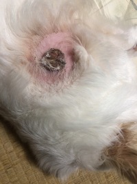 犬のお腹に黒いかさぶた が出来たのですが剥がれません 始め 皮膚が荒れて Yahoo 知恵袋