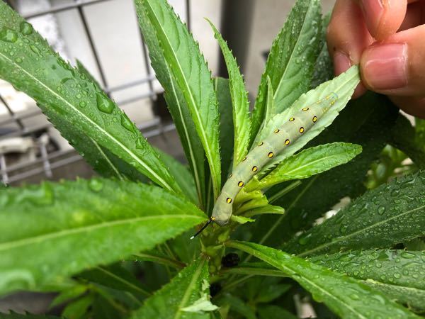 ホウセンカの鉢に付いていた青虫 芋虫の名前がお分かりになる方いらっし Yahoo 知恵袋