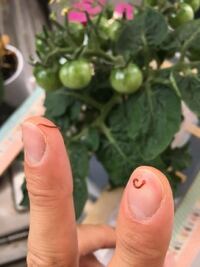 トマトをベランダで水耕栽培しています 水を替えるタイミングで根を観察 Yahoo 知恵袋