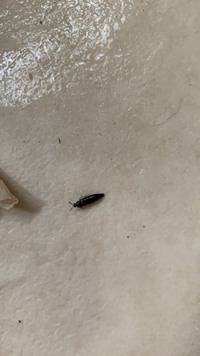 この虫ってなんの虫ですか 3 4mmくらいなんですけど 犬の餌の下に大量に沸いて 教えて 住まいの先生 Yahoo 不動産