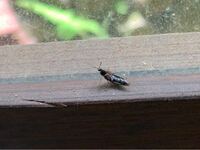 小さな黒い虫に悩んでいます １ミリくらいの頭は赤で体は黒の虫が窓の近くに大量 Yahoo 知恵袋