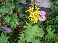 この黄色い花の名前を教えてください。
青森県十和田市のある家庭の庭で咲いていた花です。
草丈は30ｃｍくらいでしょうか。
花は、アキノキリンソウやオタカラコウに似た感じです。 葉は独特で、”欠刻”というんでしょうか、切れ込みが大きい、三角形のような葉です。
写真をつけておきます。よろしくお願いします。