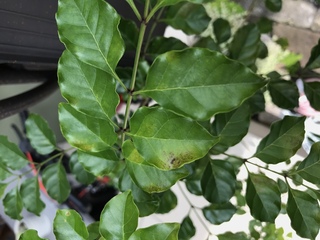 梅雨時期に入り シマトネリコの葉がぽろぽろ落ち始めました 残った葉も全体的にこ Yahoo 知恵袋