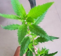 茎が赤っぽい葉がギザギザミントのような香りのする植物を見つけました良い香りがす Yahoo 知恵袋