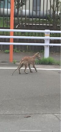 これなんて言う動物ですか 犬とか鹿にしてはしっぽ長くないですか Yahoo 知恵袋