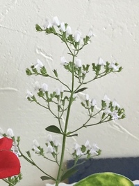 カスミソウに似た花を探しています 母が昔 育てていた花で 今は枯れ Yahoo 知恵袋