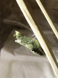 アゲハの幼虫が蛹になりました 綺麗な緑色でしたが 最後の脱皮をし蛹に Yahoo 知恵袋