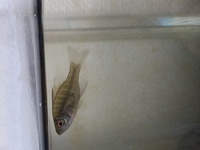 池でとってきたのですがはぜとかと一緒にこの魚が入ってました この魚の名前を教え Yahoo 知恵袋