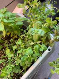 植物に詳しい方 こちらの植物はオレガノでしょうか まったくと言 Yahoo 知恵袋