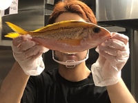 八丈島で釣れる魚なのですが名前がわかりません どなたかよろしくお願いします Yahoo 知恵袋