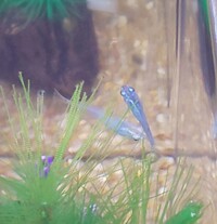 室内で飼ってるメダカが黒っぽくなってきた気がするんですが 飼育環境が Yahoo 知恵袋