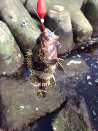 この魚の名前を教えてください タケノコメバル Yahoo 知恵袋