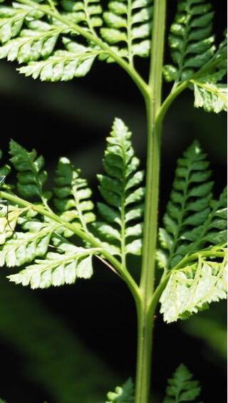 このシダ植物の種類について 沢を歩いているときに発見したこのシダ植物です Yahoo 知恵袋