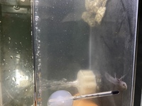 ウーパールーパーを飼っているのですが最近白いカスのようなもの Yahoo 知恵袋