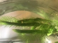 おはようございます マツモの水槽に入れる前の消毒についてマツモは買ってき Yahoo 知恵袋