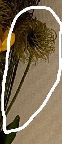 この丸い植物の名前を教えてください ちなみにしばらく経ったら白くてふ Yahoo 知恵袋