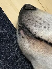 至急お願いいたします 犬の下唇 顎のところに擦り傷のようなも Yahoo 知恵袋