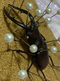 昆虫標本に虫がわいたとき どう対処すればいいですか 昆虫標本 Yahoo 知恵袋