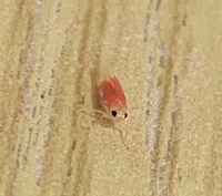 空飛ぶエビみたいな虫が家の庭に飛んでたんですが何という虫ですか 花の蜜を吸っ Yahoo 知恵袋