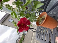 花に詳しい方ご教授ください こちらの花は 何と言う花でしょうか また 宿根草で Yahoo 知恵袋