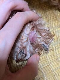 指間炎でしょうか 愛犬がずっと前脚を舐めるのでかき分けて見たところ 指と指の間 Yahoo 知恵袋