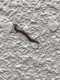 このミミズみたいな奴は何ですか コウガイビルの一種です プラナリアの仲間 Yahoo 知恵袋