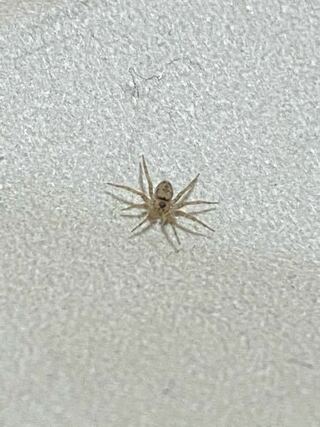 部屋の中に居ました 何の蜘蛛の赤ちゃんでしょうか Yahoo 知恵袋