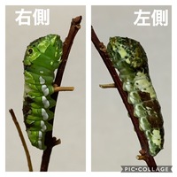 アゲハチョウの幼虫の餌の調達 家の近所でアゲハチョウの幼虫 Yahoo 知恵袋