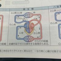 両生類の心室の境がないですが 混ざらないのですか これが成り立 Yahoo 知恵袋